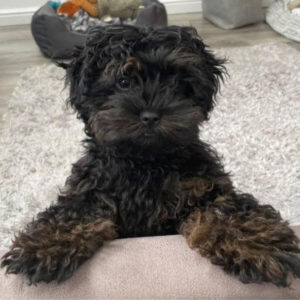 A gorgeous fluffy, cute pooch relaxing on a soft rug